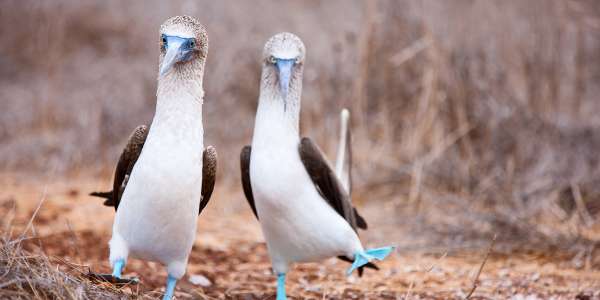 South America Vacations