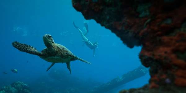 Hawaii Cruises